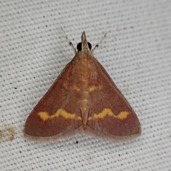 Pyrausta pseuderosnealis
