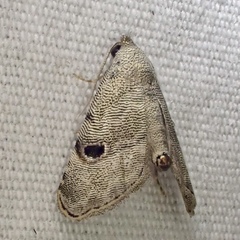 Abablemma brimleyana