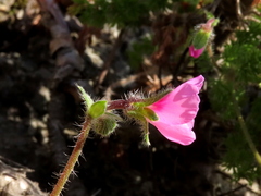 Pelargonium hirtum