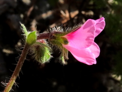Pelargonium hirtum
