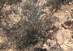 Gasteria brachyphylla