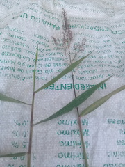 Melinis minutiflora