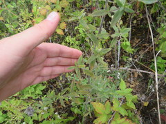 Pycnanthemum verticillatum