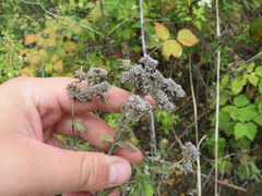 Pycnanthemum verticillatum