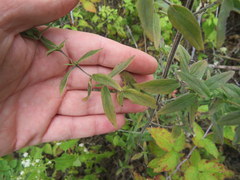 Pycnanthemum verticillatum