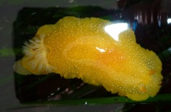 Doriopsilla albopunctata