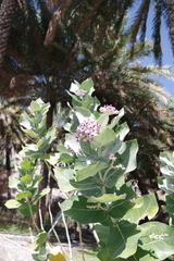 Calotropis procera