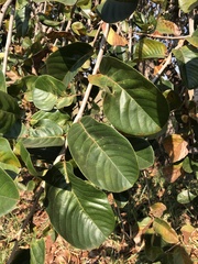 Annona crassiflora