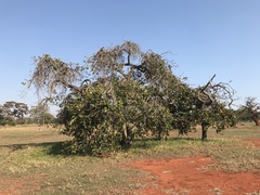 Annona crassiflora