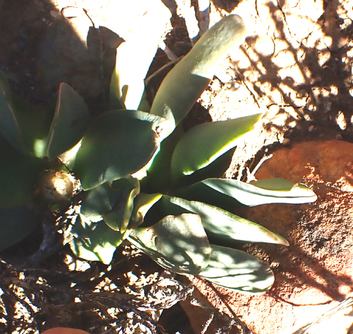 Glottiphyllum linguiforme, photograph 4
