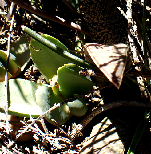 Glottiphyllum linguiforme, photograph 5