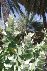 Calotropis procera