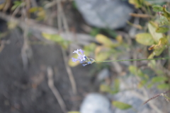 Lavandula subnuda
