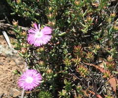 Lampranthus haworthii