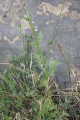 Lavandula subnuda