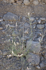 Lavandula subnuda