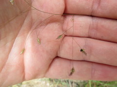 Eragrostis trichodes