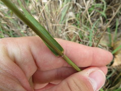 Eragrostis trichodes