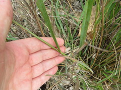 Eragrostis trichodes