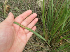 Eragrostis trichodes