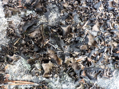 Umbilicaria polyphylla