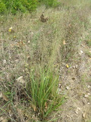 Eragrostis trichodes