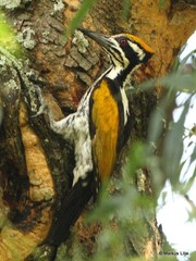 Chrysocolaptes festivus