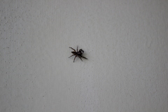 Menemerus bivittatus