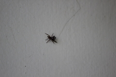 Menemerus bivittatus