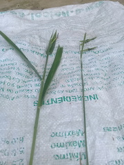 Urochloa eminii