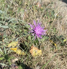 Centaurea × moncktonii