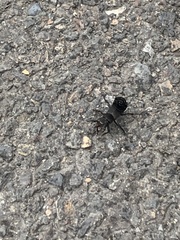 Ocypus olens