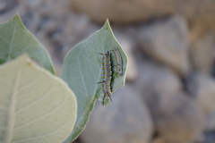 Danaus chrysippus