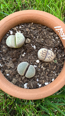 Lithops