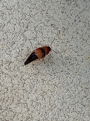 Tachyporus