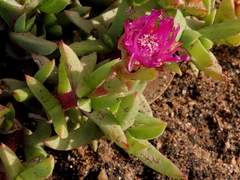Ruschia rubricaulis