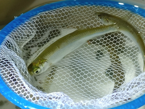 Buyr sawbelly (Hemiculter leucisculus) — Cyprinidae — 4