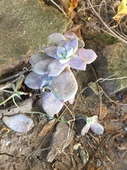 Graptopetalum