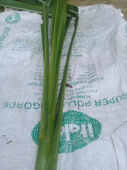 Tripsacum andersonii