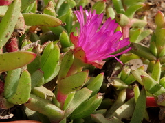 Ruschia rubricaulis