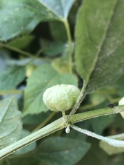 Physalis solanacea