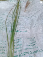 Andropogon bicornis