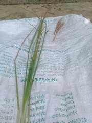 Andropogon bicornis