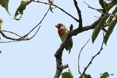 Psilopogon malabaricus