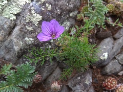 Erodium tataricum