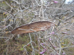 Tanaecium dichotomum