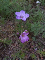 Erodium tataricum