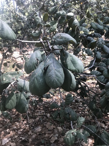 Tarahumaran Oak