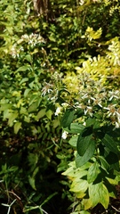 Doellingeria sericocarpoides