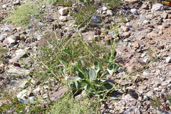 Physorhynchus chamaerapistrum